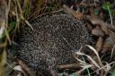 Verlauster Igel im Garten